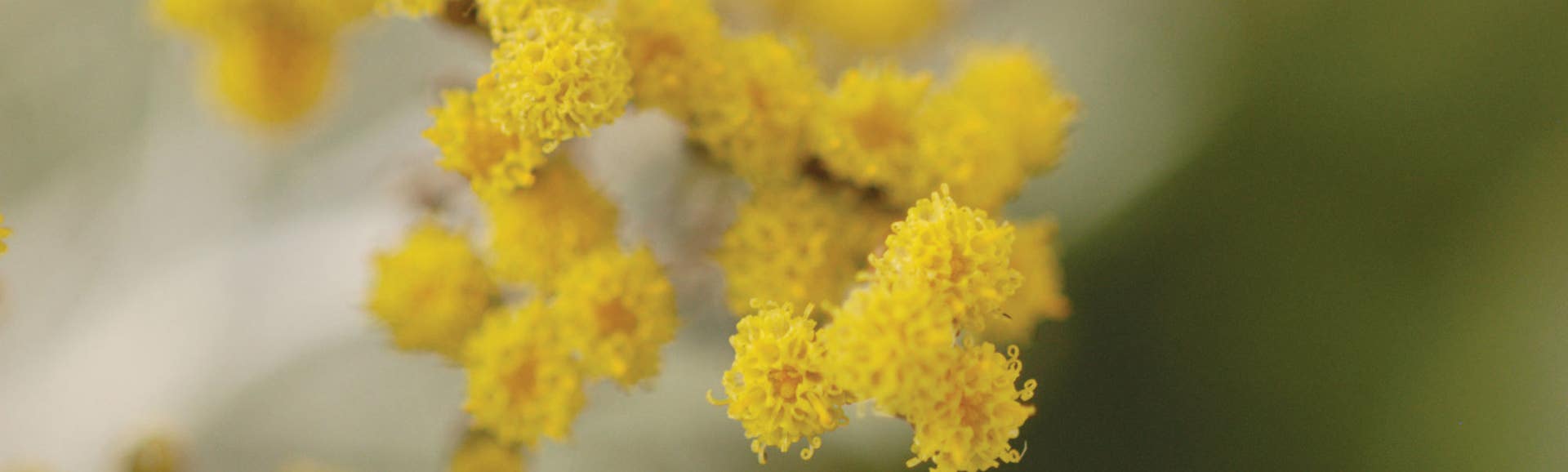 Essentiële oliën zijn de levenssappen van planten die beschermende eigenschappen bevatten uit de natuur.